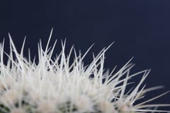 Cactus Stock Photography