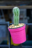 Cactus imagen de archivo libre de regalías Cactus imagen de archivo libre de regalías