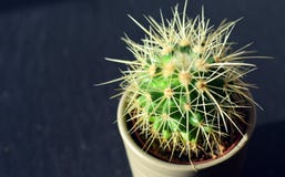 Cactus Cactus
