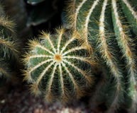 Cactus avec des arêtes et des épines Cactus avec des arêtes et des épines