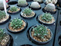 Cactus beaucoup de sortes photo stock Cactus beaucoup de sortes photo stock