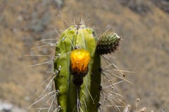 Cactus in blossom with a yellow flower
