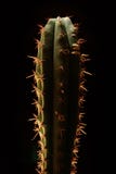 Cactus colomnaire rétro-éclairé sur le fond noir montrant des transitoires photos libres de droits Cactus colomnaire rétro-éclairé sur le fond noir montrant des transitoires photos libres de droits