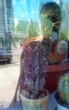 Cactus dans des pots derrière un verre de fenêtre un jour ensoleillé Les réflexions d'une personne debout, une rue de ville, mais images libres de droits Cactus dans des pots derrière un verre de fenêtre un jour ensoleillé Les réflexions d'une personne debout, une rue de ville, mais images libres de droits