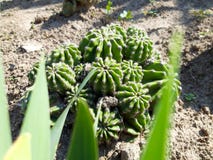 Cactus dans le jardin Usine de cactus image libre de droits Cactus dans le jardin Usine de cactus image libre de droits
