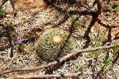 Cactus de hérisson indigène sauvage s'élevant dans la forêt de mequite du Texas occidental photo stock Cactus de hérisson indigène sauvage s'élevant dans la forêt de mequite du Texas occidental photo stock