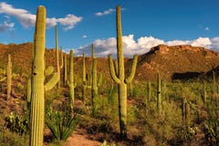 Cactus del saguaro al tramonto nel parco nazionale del saguaro vicino a Tucson, Arizona Immagine Stock Libera da Diritti Cactus del saguaro al tramonto nel parco nazionale del saguaro vicino a Tucson, Arizona Immagine Stock Libera da Diritti