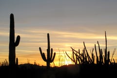 Cactus del saguaro, della canna d'organo e del Ocotillo al tramonto in monumento nazionale del cactus della canna d'organo, Arizo fotografia stock libera da diritti Cactus del saguaro, della canna d'organo e del Ocotillo al tramonto in monumento nazionale del cactus della canna d'organo, Arizo fotografia stock libera da diritti