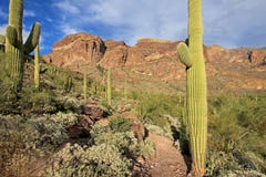 Cactus del saguaro e della canna d'organo in monumento nazionale del cactus della canna d'organo, Arizona, U.S.A. fotografia stock libera da diritti Cactus del saguaro e della canna d'organo in monumento nazionale del cactus della canna d'organo, Arizona, U.S.A. fotografia stock libera da diritti