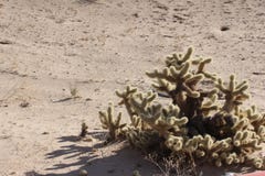 Cactus di Cholla vicino al EL Golfo de Santa Clara, sonora, Messico fotografie stock Cactus di Cholla vicino al EL Golfo de Santa Clara, sonora, Messico fotografie stock
