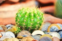 Cactus e monete verdi in suolo fotografia stock Cactus e monete verdi in suolo fotografia stock