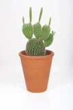 Cactus en conserva aislado en el fondo blanco fotografía de archivo libre de regalías Cactus en conserva aislado en el fondo blanco fotografía de archivo libre de regalías