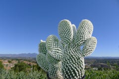 Cactus en Santiago Peak royalty-vrije stock fotografie Cactus en Santiago Peak royalty-vrije stock fotografie