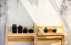 Cactus on the floor,on white background royalty free stock images Cactus on the floor,on white background royalty free stock images