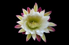 Cactus Flower Stock Photography