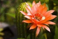 Cactus flower blooming