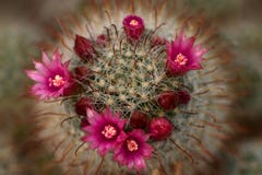 Cactus Flowers Stock Image