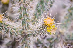 Cactus giallo del fiore fotografia stock libera da diritti Cactus giallo del fiore fotografia stock libera da diritti