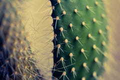 Cactus Royalty Free Stock Photos Cactus Royalty Free Stock Photos