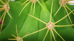 Cactus macrodetail Het Minimale concept van de cactussenclose-up Groene neonstemming op witte achtergrond royalty-vrije stock afbeeldingen Cactus macrodetail Het Minimale concept van de cactussenclose-up Groene neonstemming op witte achtergrond royalty-vrije stock afbeeldingen