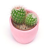 Cactus met het knippen van weg wordt geïsoleerd die Het vooraanzicht van close-upcactussen op roze ceramische potten witte achter royalty-vrije stock foto's Cactus met het knippen van weg wordt geïsoleerd die Het vooraanzicht van close-upcactussen op roze ceramische potten witte achter royalty-vrije stock foto's