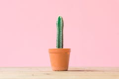 Cactus. Minimal creative stillife on pink pastel background. stock photo Cactus. Minimal creative stillife on pink pastel background. stock photo