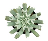 Cactus plant in black plastic pot top view isolated on white background, path. Cactus plant in black plastic pot top view isolated on white background, clipping Royalty Free Stock Image Cactus plant in black plastic pot top view isolated on white background, path. Cactus plant in black plastic pot top view isolated on white background, clipping Royalty Free Stock Image