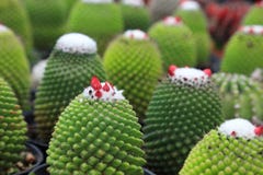 Healthy green miniature cactus plant with red flower on the top inside the exotic greenhouse royalty free stock photos Healthy green miniature cactus plant with red flower on the top inside the exotic greenhouse royalty free stock photos