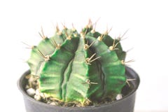 Cactus planté dans le pot noir d'isolement sur le fond blanc photographie stock libre de droits Cactus planté dans le pot noir d'isolement sur le fond blanc photographie stock libre de droits