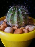 Cactus royalty free stock photos Cactus royalty free stock photos