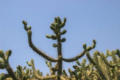 Cactus selvaggio in natura Paesaggi del deserto immagini stock libere da diritti Cactus selvaggio in natura Paesaggi del deserto immagini stock libere da diritti