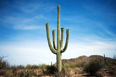 Cactus, Sonoran Desert, Arizona stock images Cactus, Sonoran Desert, Arizona stock images