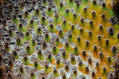 Cactus spikes close-up, exotic garden of Eze, French Riviera