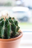 Cactus spikes, macro shot with blurry background royalty free stock images Cactus spikes, macro shot with blurry background royalty free stock images