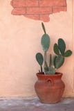 Cactus in Terra Cotta Pot stock image Cactus in Terra Cotta Pot stock image