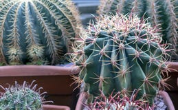 Cactus tropical en el jardín botánico de la ciudad imágenes de archivo libres de regalías Cactus tropical en el jardín botánico de la ciudad imágenes de archivo libres de regalías
