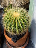 Cactus verde con le spine dorsali lunghe fotografia stock Cactus verde con le spine dorsali lunghe fotografia stock