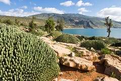 Cactuses at Lake Barrage Bin El Ouidane, Morocco stock images Cactuses at Lake Barrage Bin El Ouidane, Morocco stock images