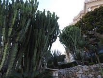 Cactussen als decoratie van de yard, bij de belangrijkste ingang aan het beroemde casino in Monte Carlo, Monaco stock foto's Cactussen als decoratie van de yard, bij de belangrijkste ingang aan het beroemde casino in Monte Carlo, Monaco stock foto's