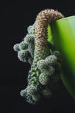 Cactussen als tendens binnen het bureau en thuis royalty-vrije stock foto's Cactussen als tendens binnen het bureau en thuis royalty-vrije stock foto's