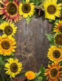 Cadre coloré de tournesols sur le fond en bois rustique, vue supérieure photo libre de droits Cadre coloré de tournesols sur le fond en bois rustique, vue supérieure photo libre de droits