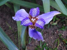 Caerulea Neomarica, идя радужка - красивый пурпурный цветок стоковые изображения rf Caerulea Neomarica, идя радужка - красивый пурпурный цветок стоковые изображения rf