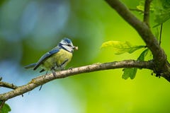 Caeruleus Cyanistes wildlife E όμορφη εικόνα ελεύθερη φύση Από τη ζωή πουλιών Άνοιξη Μπλε πουλί στοκ εικόνες Caeruleus Cyanistes wildlife E όμορφη εικόνα ελεύθερη φύση Από τη ζωή πουλιών Άνοιξη Μπλε πουλί στοκ εικόνες