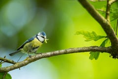 Caeruleus Cyanistes wildlife E όμορφη εικόνα ελεύθερη φύση Από τη ζωή πουλιών Άνοιξη Μπλε πουλί στοκ φωτογραφία Caeruleus Cyanistes wildlife E όμορφη εικόνα ελεύθερη φύση Από τη ζωή πουλιών Άνοιξη Μπλε πουλί στοκ φωτογραφία