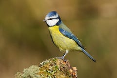Caeruleus eurasien adulte de Cyanistes d'oiseau de mésange bleue photos stock Caeruleus eurasien adulte de Cyanistes d'oiseau de mésange bleue photos stock