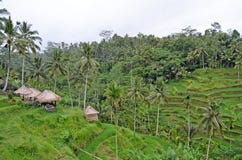 Cafe among palm trees. Bali. Indonesia. stock photography Cafe among palm trees. Bali. Indonesia. stock photography