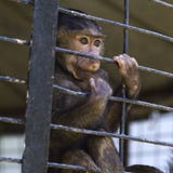 Caged Baby Baboon Royalty Free Stock Photos