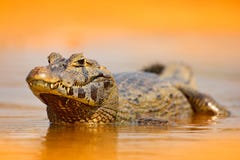 Caiman Yacare, крокодил в темноте - оранжевая поверхность золота воды вечера с солнцем, средой обитания реки природы, Pantanal, Б стоковые изображения rf Caiman Yacare, крокодил в темноте - оранжевая поверхность золота воды вечера с солнцем, средой обитания реки природы, Pantanal, Б стоковые изображения rf