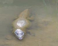 Caimano dagli occhiali che aspetta nel fiume di Caroni fotografia stock Caimano dagli occhiali che aspetta nel fiume di Caroni fotografia stock