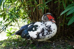 Cairinamoschata die zich onder Bush bevinden Indoda stock foto Cairinamoschata die zich onder Bush bevinden Indoda stock foto